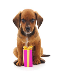 Puppy with gift.