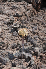 Кактусы/Cactuses