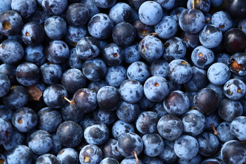 autumn harvest