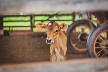Newborn calf on farm (blurred background). © Rafael Henrique