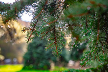 ветка хвойного дерева после дождя летом, капли дождя © Voxa42