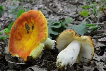 Two Russula aurea or Gilded brittlegill mushrooms