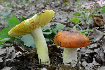 Russula aurea growing from forest soil