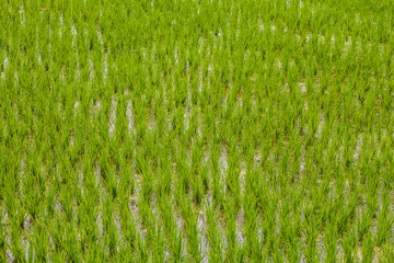 Detail of paddy field