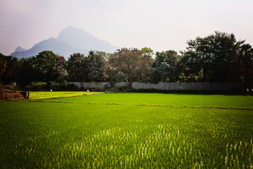 Landscape of paddy field with Arunachala mountain at the background