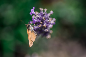 butterfly on flower
