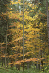 Tree with yellow foliage