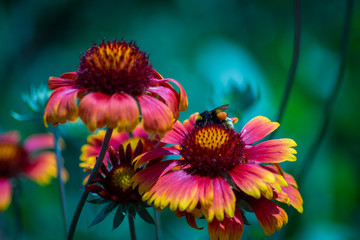 red flower