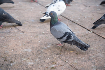 The gathering of pigeons and doves bird on a dirty area. Space is full of germs Cryptococcus neoformans