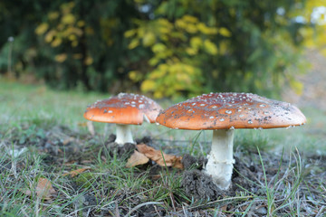 Fly agaric, Amanita muscaria