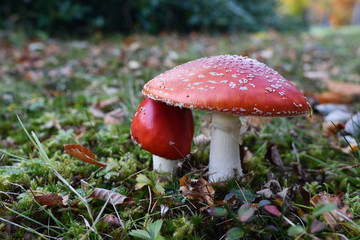 Fly agaric, Amanita muscaria