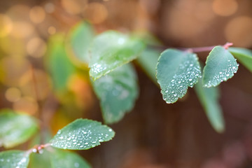 Raindrops or dewdrops beaded on a green leaf