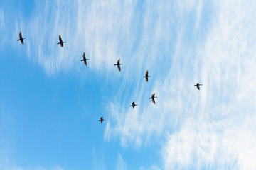 Migratory birds flying in the shape of v on the cloudy sunset sky. Sky and clouds with effect of pastel colored