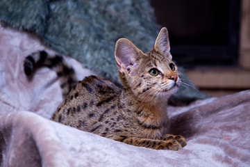 The Savannah cat F1 sits on the plaid