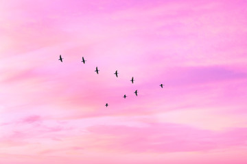 Migratory birds flying in the shape of v on the cloudy sunset sky. Sky and clouds with effect of pastel colored