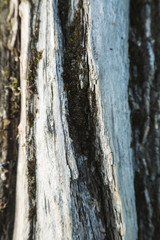 Verwitterter Holzstamm