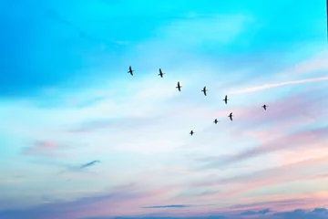 Selbstklebende Fototapeten Zugvögel fliegen in Form von V am bewölkten Sonnenuntergangshimmel. Himmel und Wolken mit pastellfarbenem Effekt © flowertiare