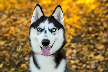 Portrait of a Husky dog on a background of autumnal nature.