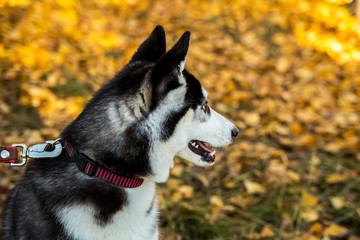 Portrait of a Husky dog on a background of autumnal nature.