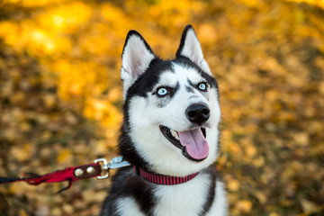 Portrait of a Husky dog on a background of autumnal nature.