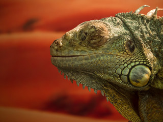 Iguana lizard close up on orange background.
