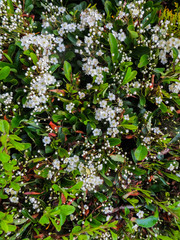 Fototapeta premium Leaves and flowers of Laurustinus, Viburnum tinus. It is a species of flowering plant in the family Adoxaceae, native to the Mediterranean area of Europe and North Africa