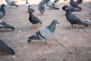 The gathering of pigeons and doves bird on a dirty area. Space is full of germs Cryptococcus neoformans