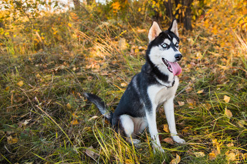 Obraz premium Portrait of a Husky dog on a background of autumnal nature.