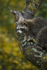 Raccoon (Procyon lotor) Looks Left From Crook of Tree