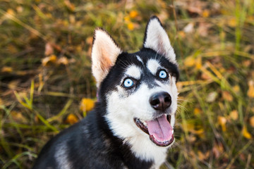 Portrait of a Husky dog on a background of autumnal nature.