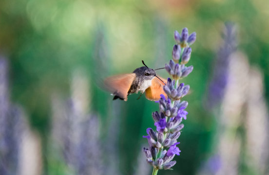 Sfinge del galio (sfinge colibr&igrave;, Macroglossum stellatarum) in volo su fiori di lavanda 