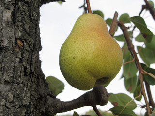 Yellow pear hanging on a growing pear tree . Tuscany, Italy