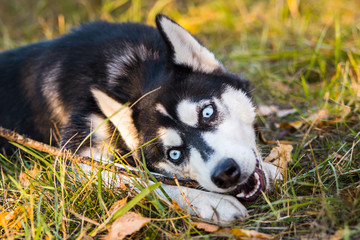 Naklejka na ściany i meble Portrait of a Husky dog playing with a stick on a background of autumnal nature.