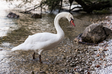 Wild White Swan 