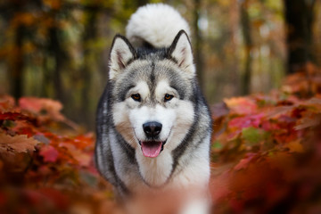 Obraz premium dog on an autumn walk