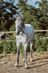 Fototapeta na wymiar Beautiful, quiet, white horse waits in paddock