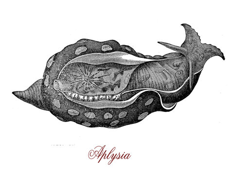 Vintage engraving of aplysia, large sea slug, marine gastropod herbivorous  mollusk, when threatened it releases an ink toxic cloud in self-defense