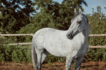 Obraz na płótnie Canvas Beautiful, quiet, white horse waits in paddock