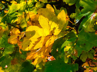 Fototapeta premium leafs with sun