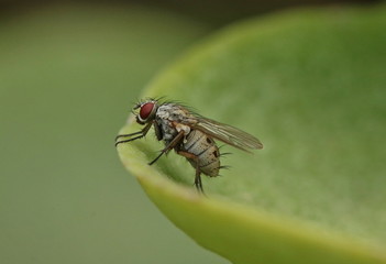 A grey fly sitting on the edge of a succulent leaf.