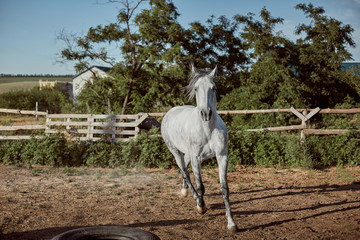 Horse running in the paddock on the sand in summer