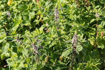 Leonorus - Flowers and green leaves of the heart.