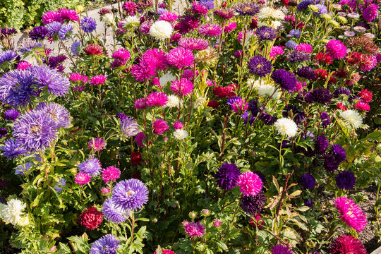 Dahlia - field of multicolored flowers.