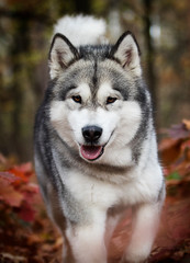 Naklejka na ściany i meble dog on an autumn walk