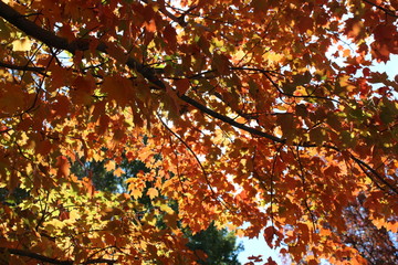 maple leaves in autumn