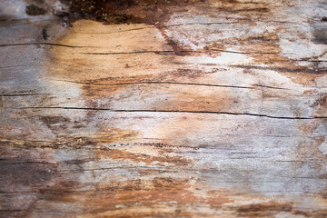 Old wood backdrop