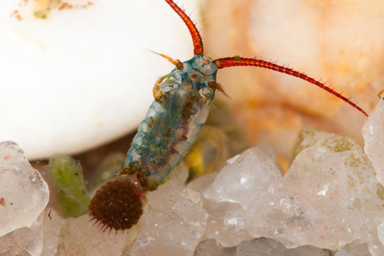 copepode, crustacee aquatique
