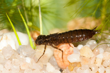 larve d'odonate aeschna