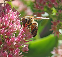 Bee on Pink Flowers