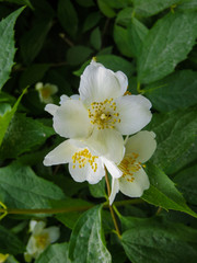 Obraz na płótnie Canvas close up of jasmine flowers in a garden